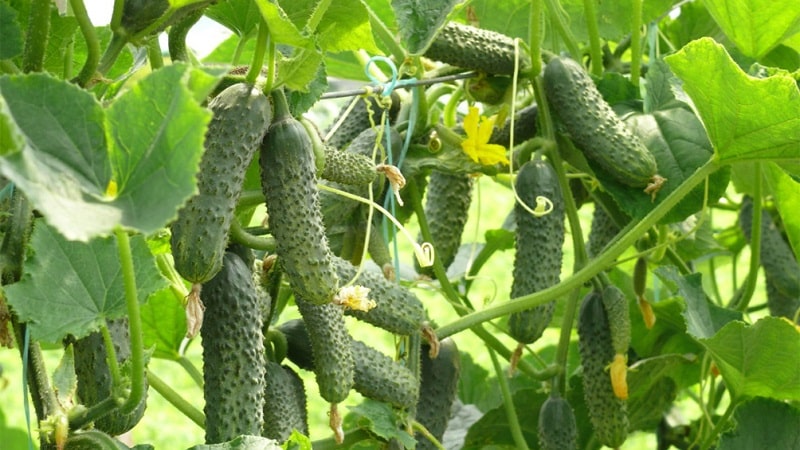 As 10 melhores variedades de pepino para cultivo no parapeito de uma janela no inverno