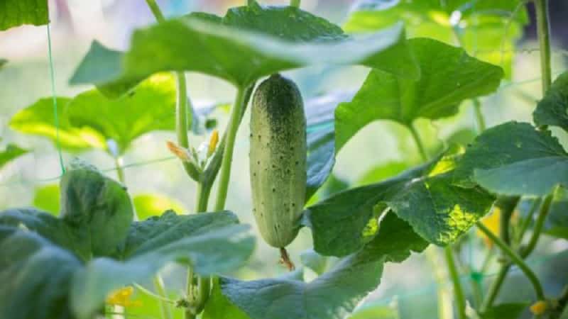 Las 10 mejores variedades de pepinos para cultivar en el alféizar de una ventana en invierno