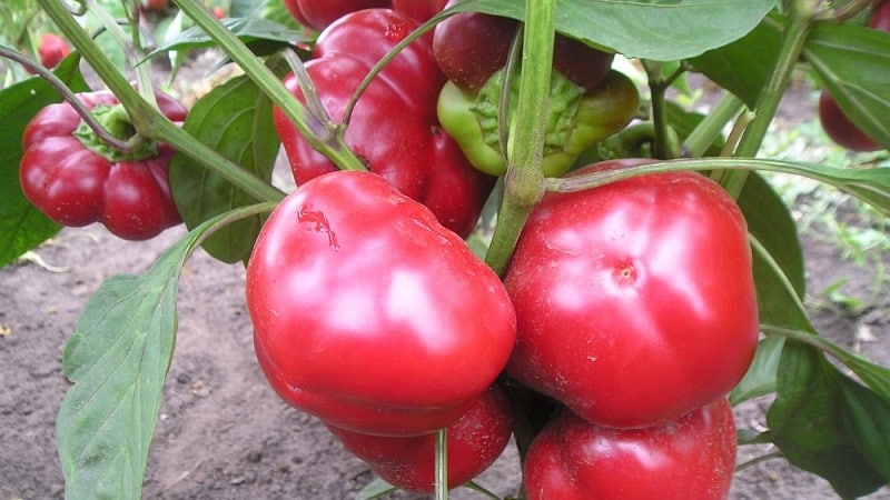 Top 10 beste soorten dikwandige paprika's voor de volle grond