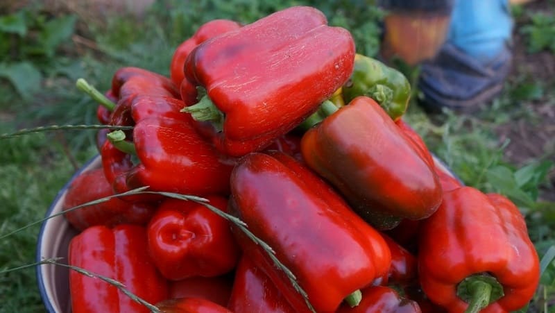 Top 10 beste soorten dikwandige paprika's voor de volle grond