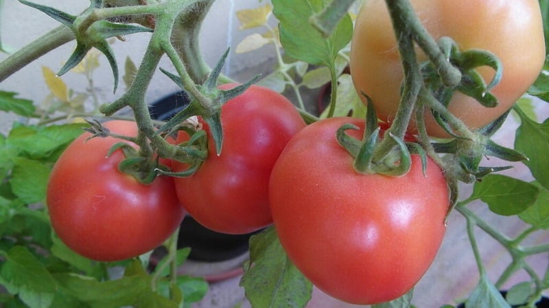 Eine einzigartige Hybride mit köstlichen Früchten, genau wie auf dem Bild – ein Tomatengeschenk für eine Frau und die Nuancen ihres Anbaus