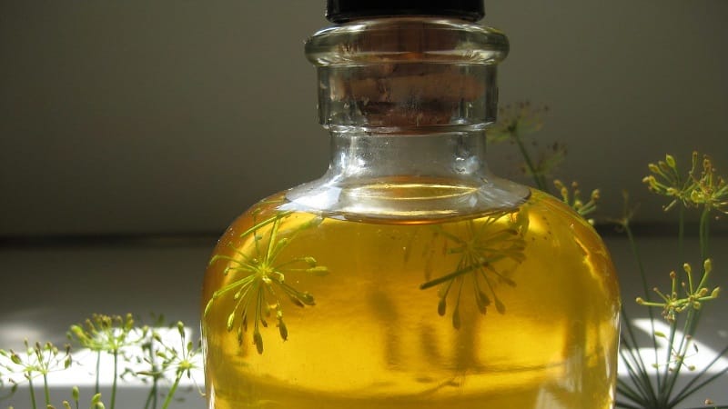 Impariamo come fare l'olio all'aneto in casa: istruzioni per la preparazione e regole per l'utilizzo dell'olio all'aneto