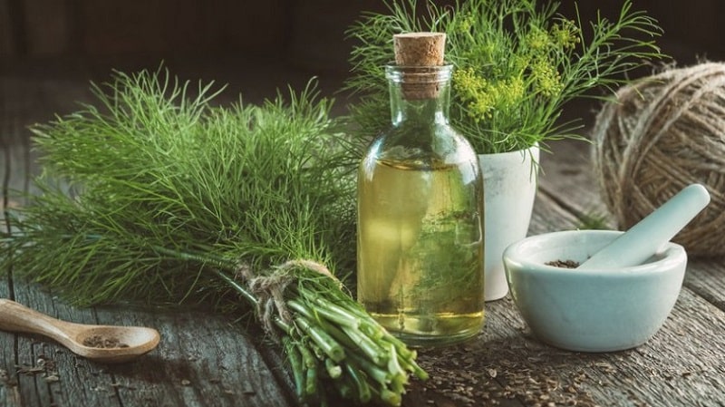 Impariamo come fare l'olio all'aneto in casa: istruzioni per la preparazione e regole per l'utilizzo dell'olio all'aneto