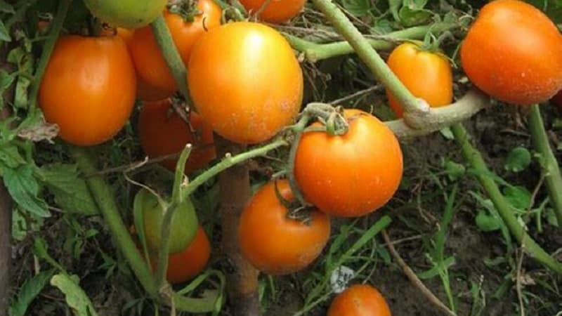 En välsmakande och stabil sort med ett högt innehåll av betakaroten - Fairy's Gift-tomaten: recensioner och bilder av skörden