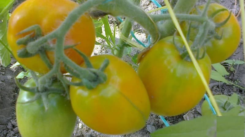 Une variété savoureuse et stable à haute teneur en bêta-carotène - la tomate Fairy's Gift : avis et photos de la récolte