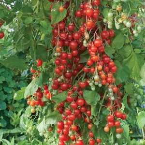 Cultivamos tomates doces em nosso próprio terreno: Tomate cereja doce