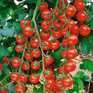 Cultivamos tomates doces em nosso próprio terreno: Tomate cereja doce