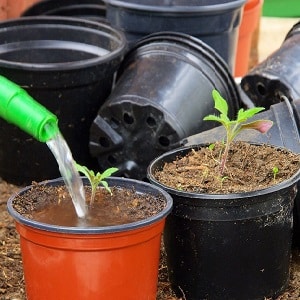 Cultivamos tomates doces em nosso próprio terreno: Tomate cereja doce