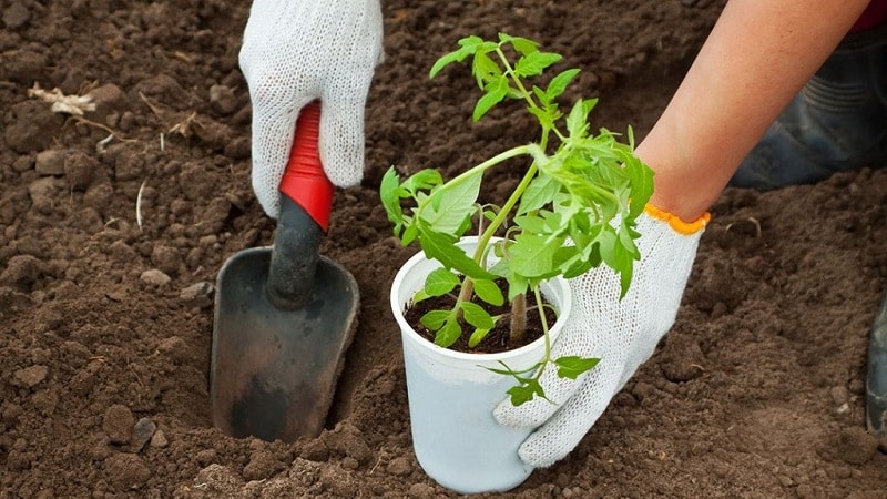 Cultivamos tomates doces em nosso próprio terreno: Tomate cereja doce