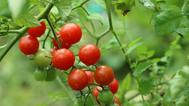 We grow candy tomatoes on our own plot: Sweet cherry tomato