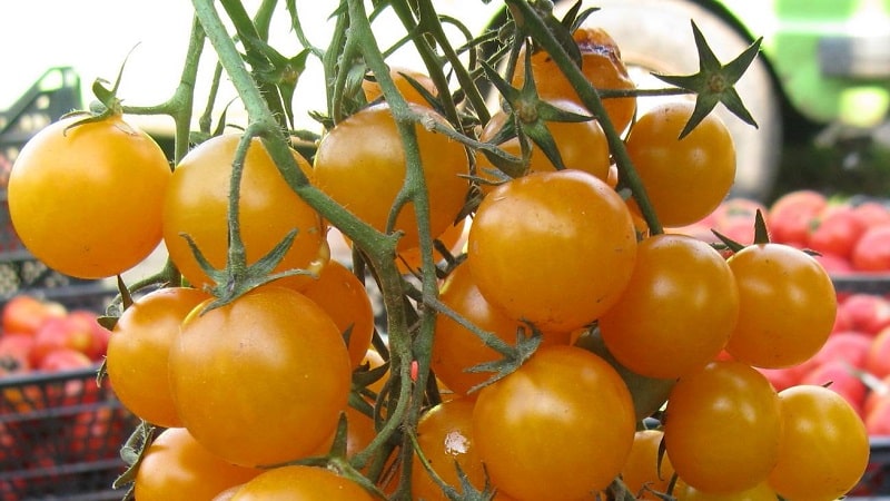 Kami menanam tomato gula-gula di plot kami sendiri: Tomato ceri manis