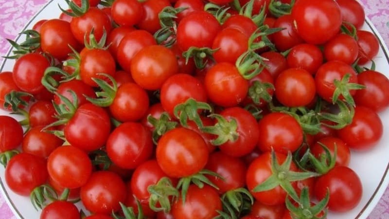 Cultivamos tomates doces em nosso próprio terreno: Tomate cereja doce