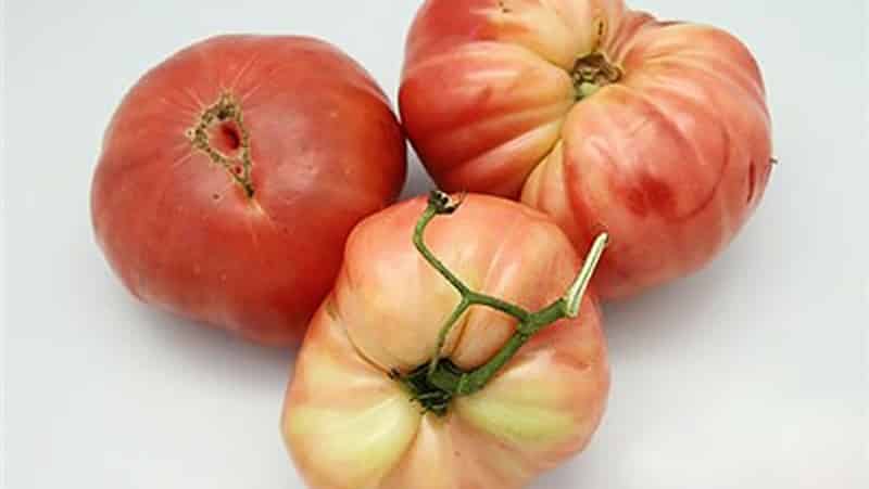 Cultivamos o tomate Presente do Czar em etapas, começando com as mudas e terminando com a colheita abundante.