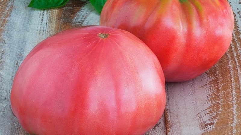 Nous cultivons la tomate Tsar's Gift par étapes, en commençant par les semis et en terminant par la récolte d'une récolte abondante.