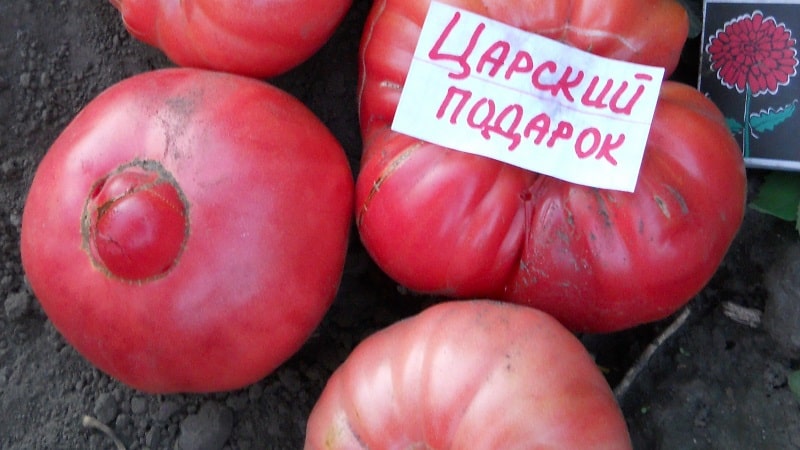 Nous cultivons la tomate Tsar's Gift par étapes, en commençant par les semis et en terminant par la récolte d'une récolte abondante.