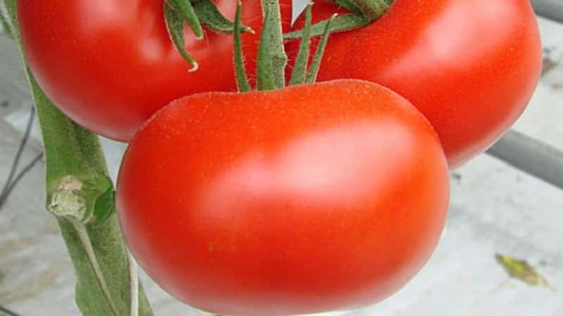 High-yielding tomato hybrid Krasnobai F1