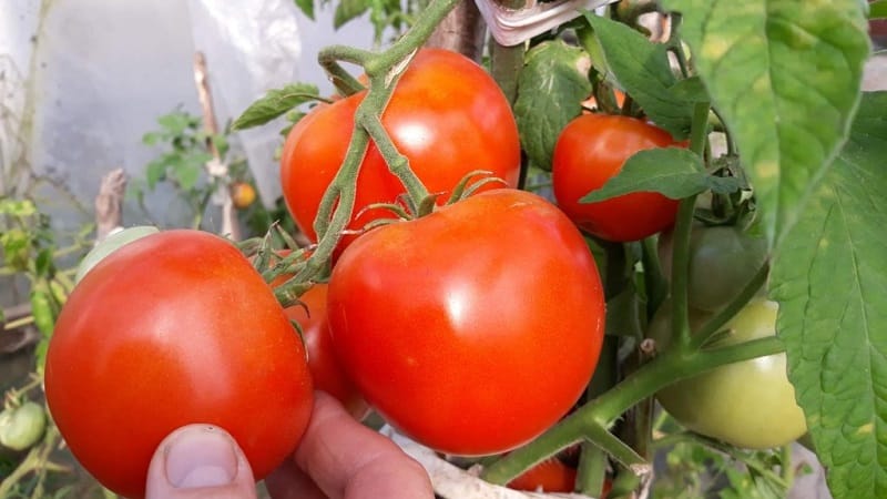 Ertragreiche Tomatenhybride Krasnobai F1