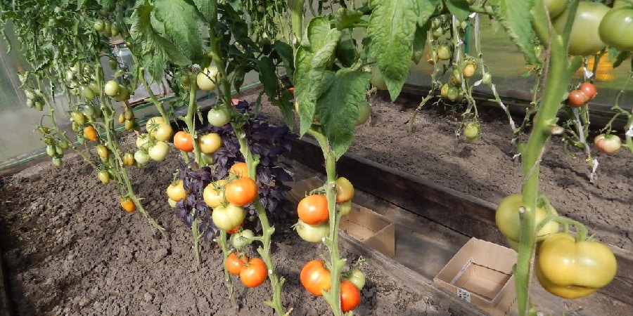 Híbrido de tomate de alto rendimiento Krasnobai F1