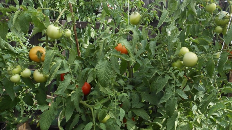 Híbrido de tomate de alto rendimento Krasnobai F1