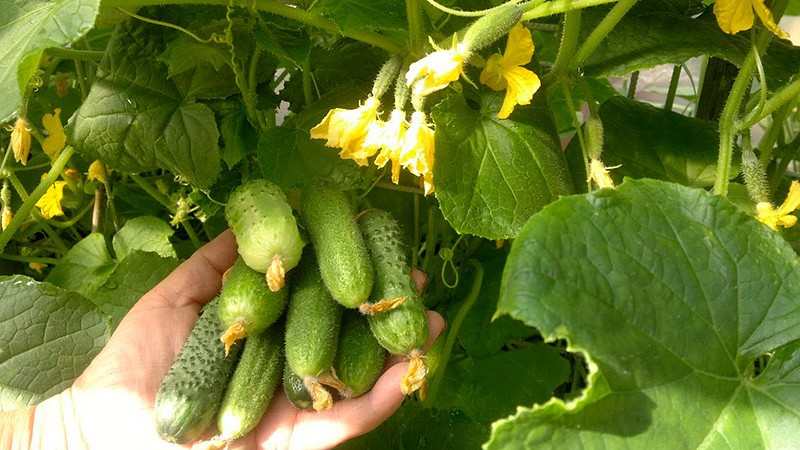 Bakit kailangan mong tratuhin ang mga pipino na may makikinang na berde at kung paano ito gagawin nang tama