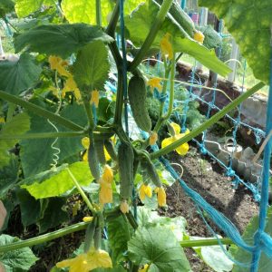 Bakit kailangan mong tratuhin ang mga pipino na may makikinang na berde at kung paano ito gagawin nang tama