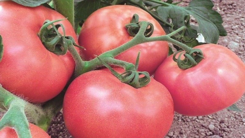 Opretentiös och lättskött, men skämmer samtidigt bort dig med en rik skörd, Wind Rose tomaten