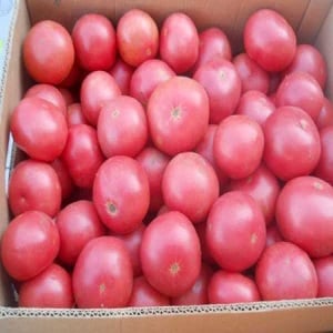 Unpretentious and easy to care for, but at the same time pampering you with a rich harvest, the Wind Rose tomato