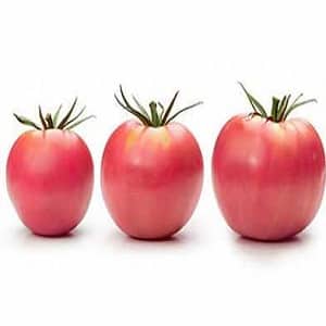 Bersahaja dan mudah dijaga, tetapi pada masa yang sama memanjakan anda dengan hasil tuaian yang banyak, tomato Wind Rose