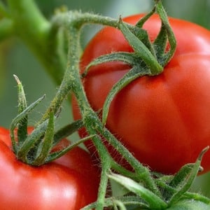 So pflegen Sie eine Palenque-Hybridtomate für eine bessere Ernte