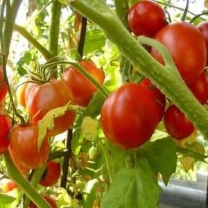 Bagaimana untuk menjaga tomato hibrid Palenque untuk penuaian yang lebih baik