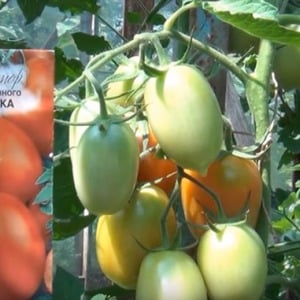 So pflegen Sie eine Palenque-Hybridtomate für eine bessere Ernte