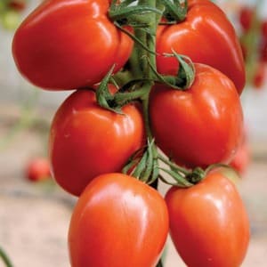 So pflegen Sie eine Palenque-Hybridtomate für eine bessere Ernte