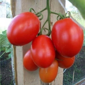 Bagaimana untuk menjaga tomato hibrid Palenque untuk penuaian yang lebih baik