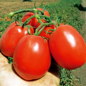 Comment entretenir une tomate hybride Palenque pour une meilleure récolte