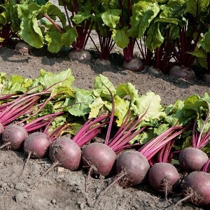 How to properly plant beets in winter: step-by-step instructions and important nuances