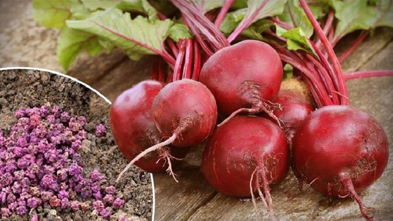 How to properly plant beets in winter: step-by-step instructions and important nuances