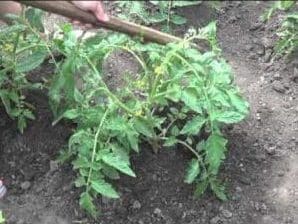 The Demidov tomato, famous for its hardiness and loved by gardeners