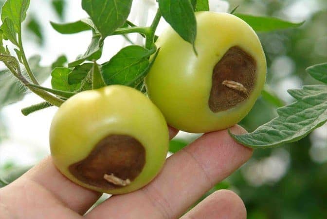 Il pomodoro Demidov, famoso per la sua robustezza e amato dai giardinieri