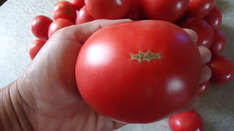 Il pomodoro Demidov, famoso per la sua robustezza e amato dai giardinieri