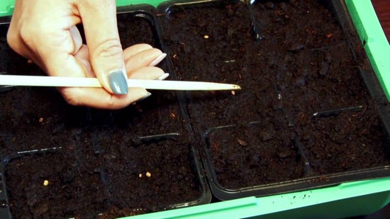 The Demidov tomato, famous for its hardiness and loved by gardeners