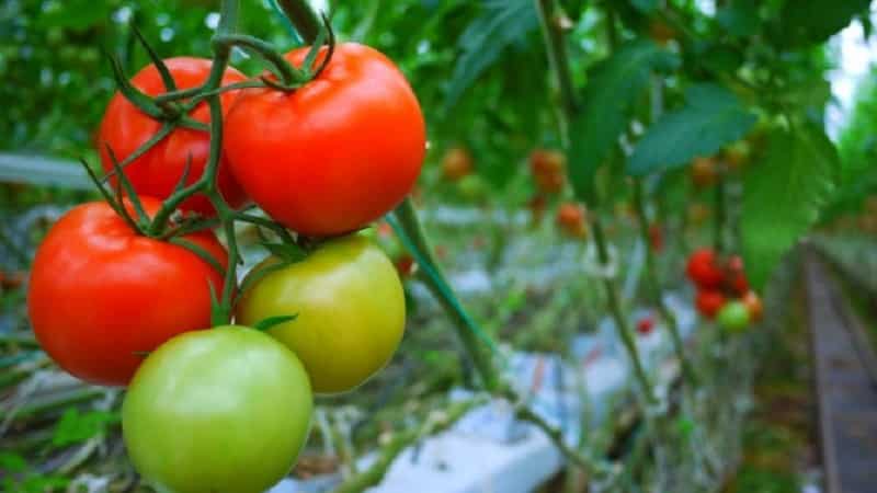 The Demidov tomato, famous for its hardiness and loved by gardeners