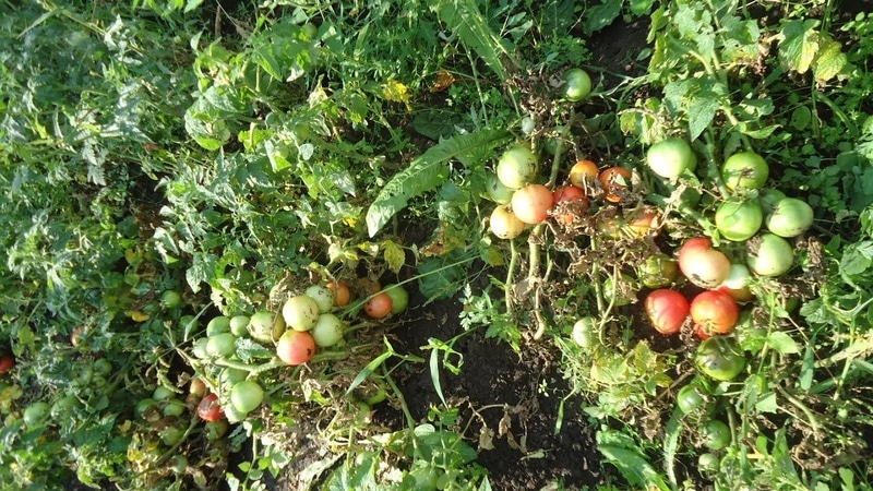 La tomate Demidov, réputée pour sa rusticité et appréciée des jardiniers