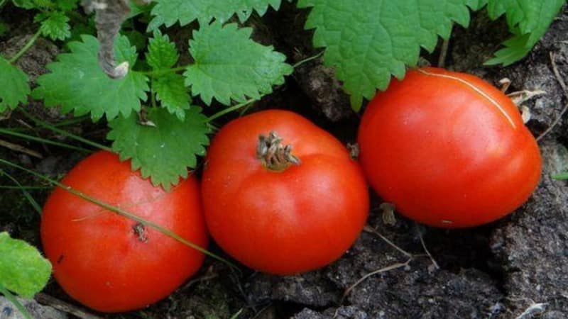 A gift for gardeners from northern regions with difficult climates - a stable and productive Snowdrop tomato