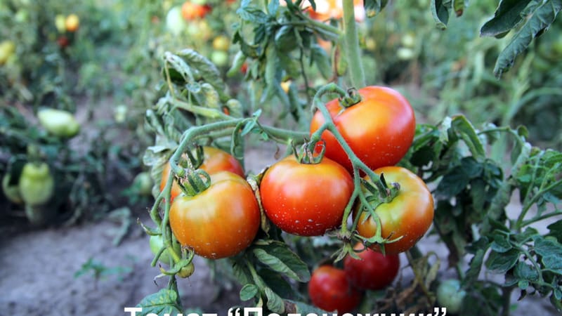 A gift for gardeners from northern regions with difficult climates - a stable and productive Snowdrop tomato