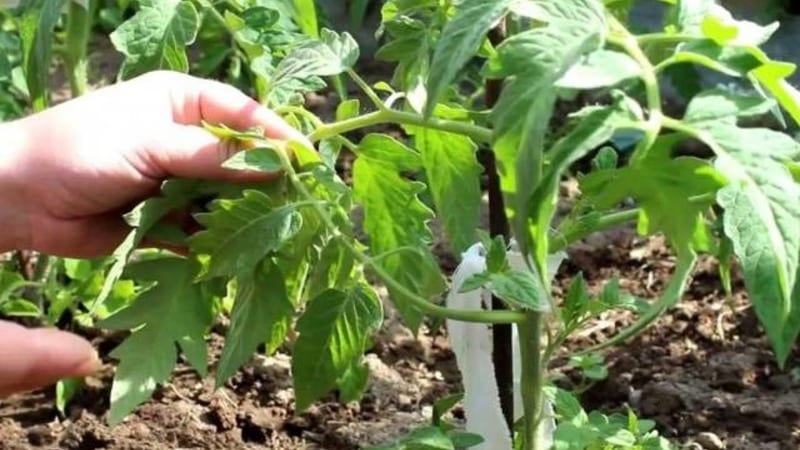 A gift for gardeners from northern regions with difficult climates - a stable and productive Snowdrop tomato