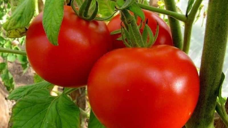 Ein Geschenk für Gärtner aus nördlichen Regionen mit schwierigem Klima – eine stabile und produktive Schneeglöckchen-Tomate