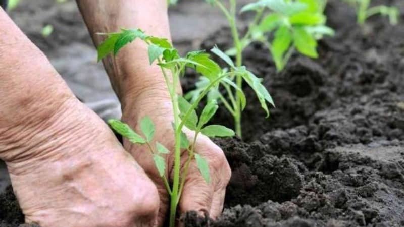 En gave til gartnere fra nordlige regioner med vanskeligt klima - en stabil og produktiv Snowdrop tomat