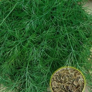 Cara cepat bercambah benih dill dan cara merawatnya untuk mempercepatkan percambahan sayur-sayuran