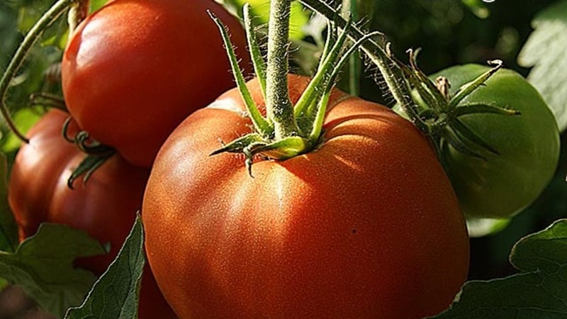 En tomatvariant som definitivt ikke vil skuffe deg er Monomakh Hat-tomaten.