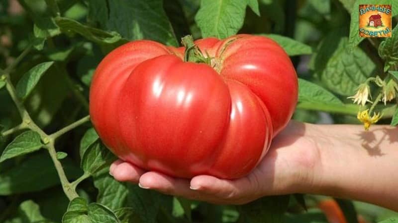 En tomatvariant som definitivt ikke vil skuffe deg er Monomakh Hat-tomaten.